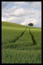 County Farm Field